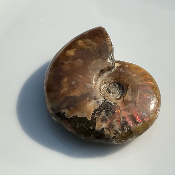 Ammonite (Rams Head) - Picture 5 of 12